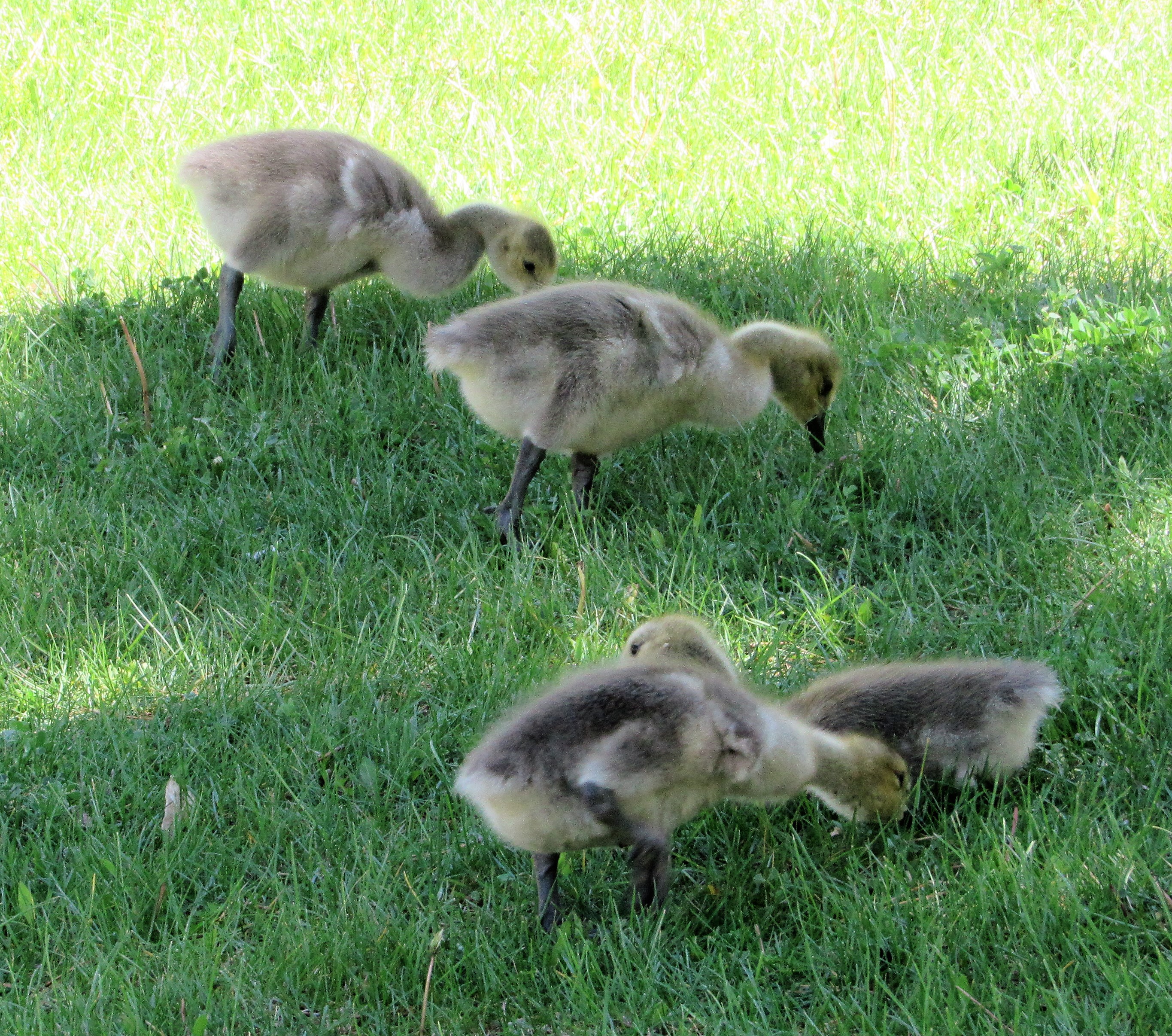 Nature Walks – More Goslings – A Jeanne in the Kitchen
