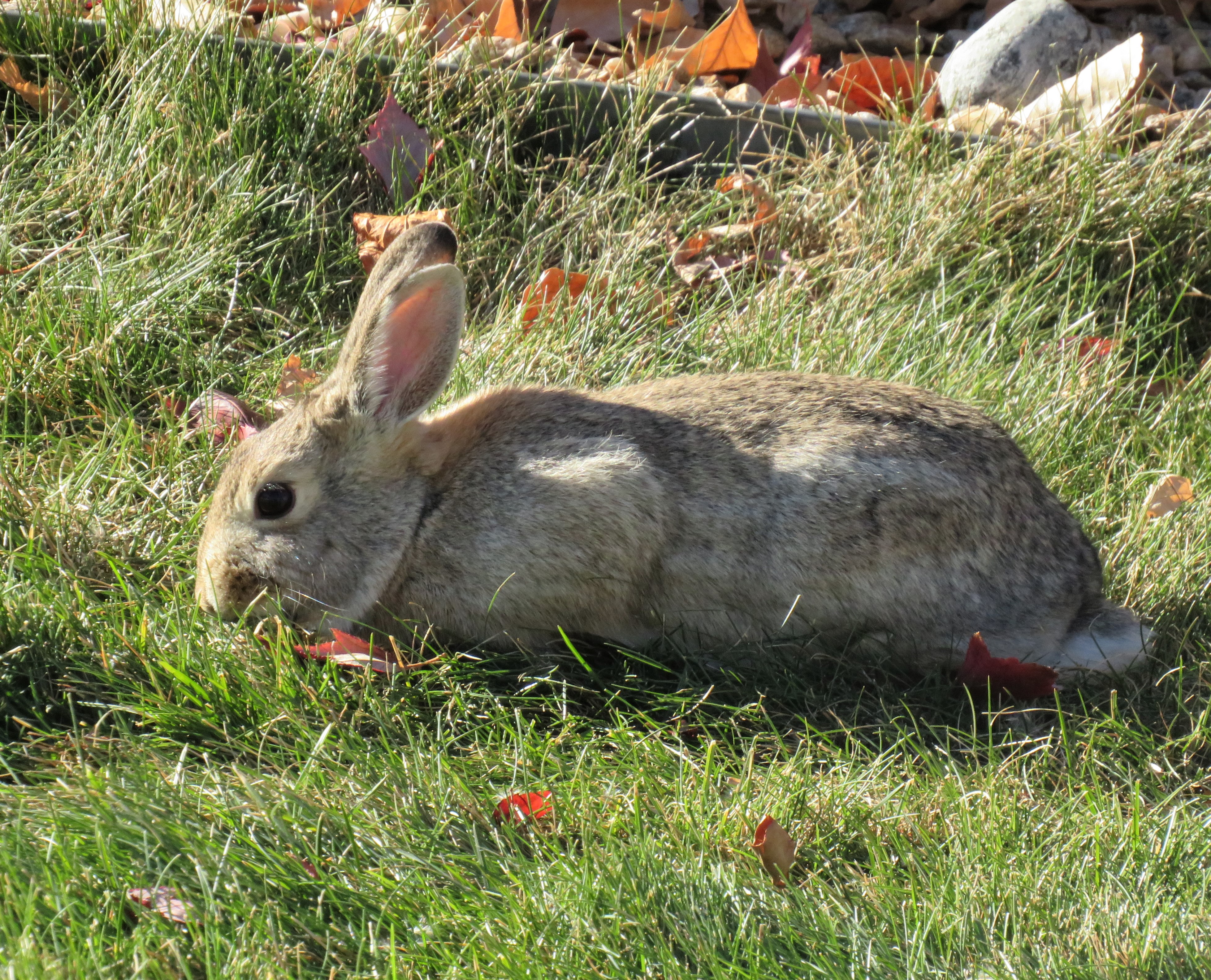 Nps Rabbit Nature Walks – The Rabbit – A Jeanne in the Kitchen