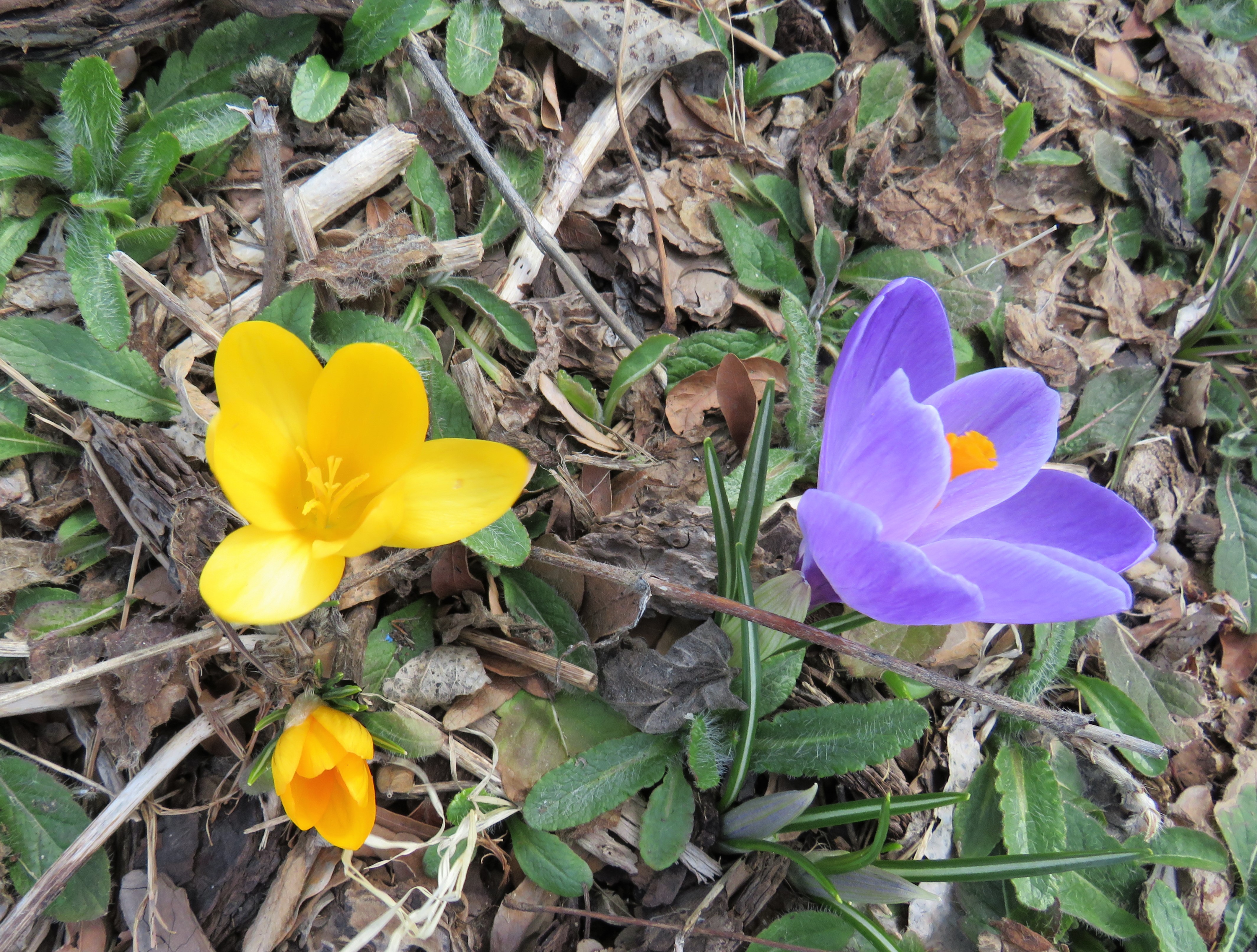 Nature Walks – More Spring Blooms – A Jeanne in the Kitchen