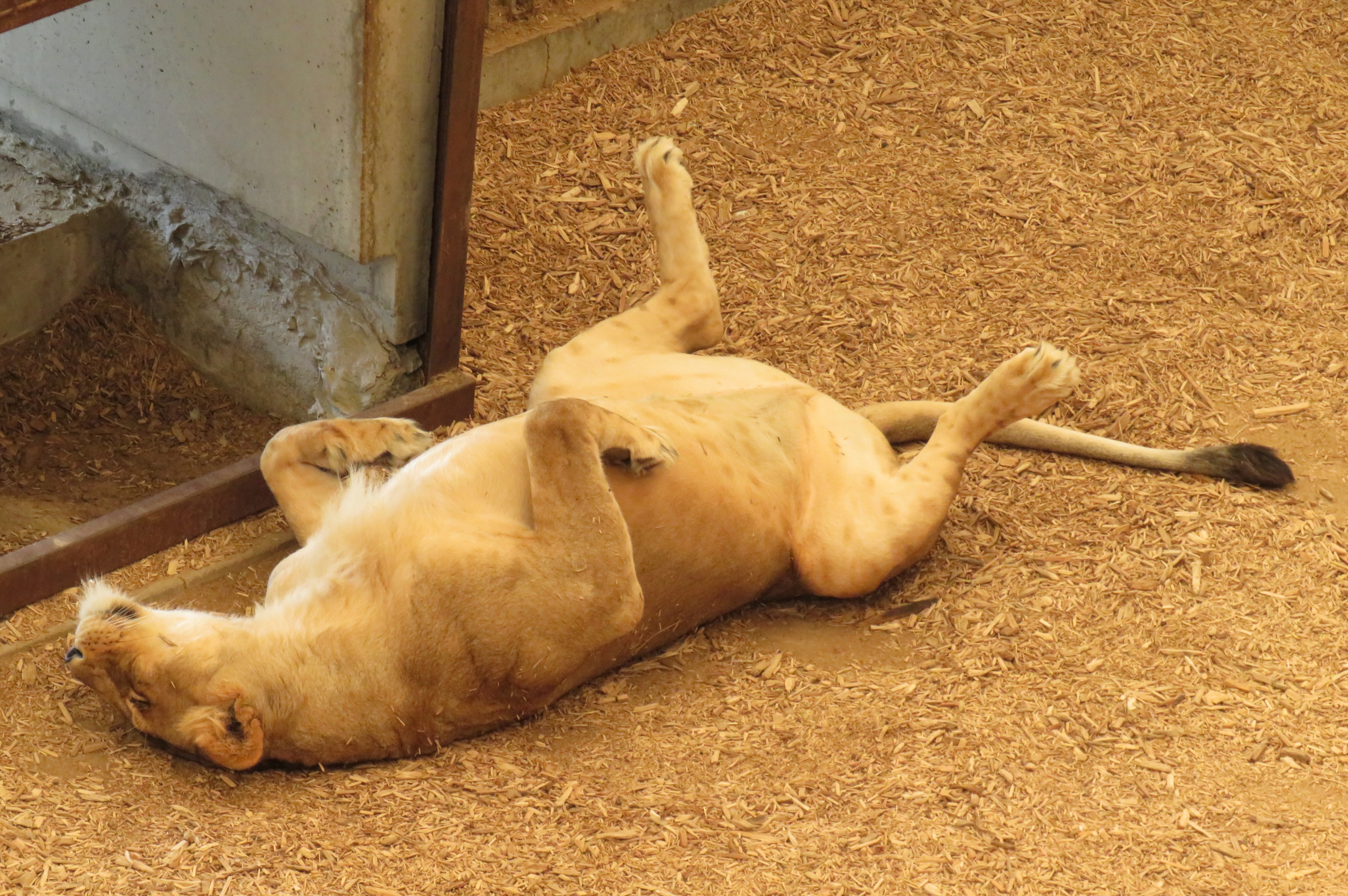 The Lion Sleeps Tonight – A Jeanne in the Kitchen