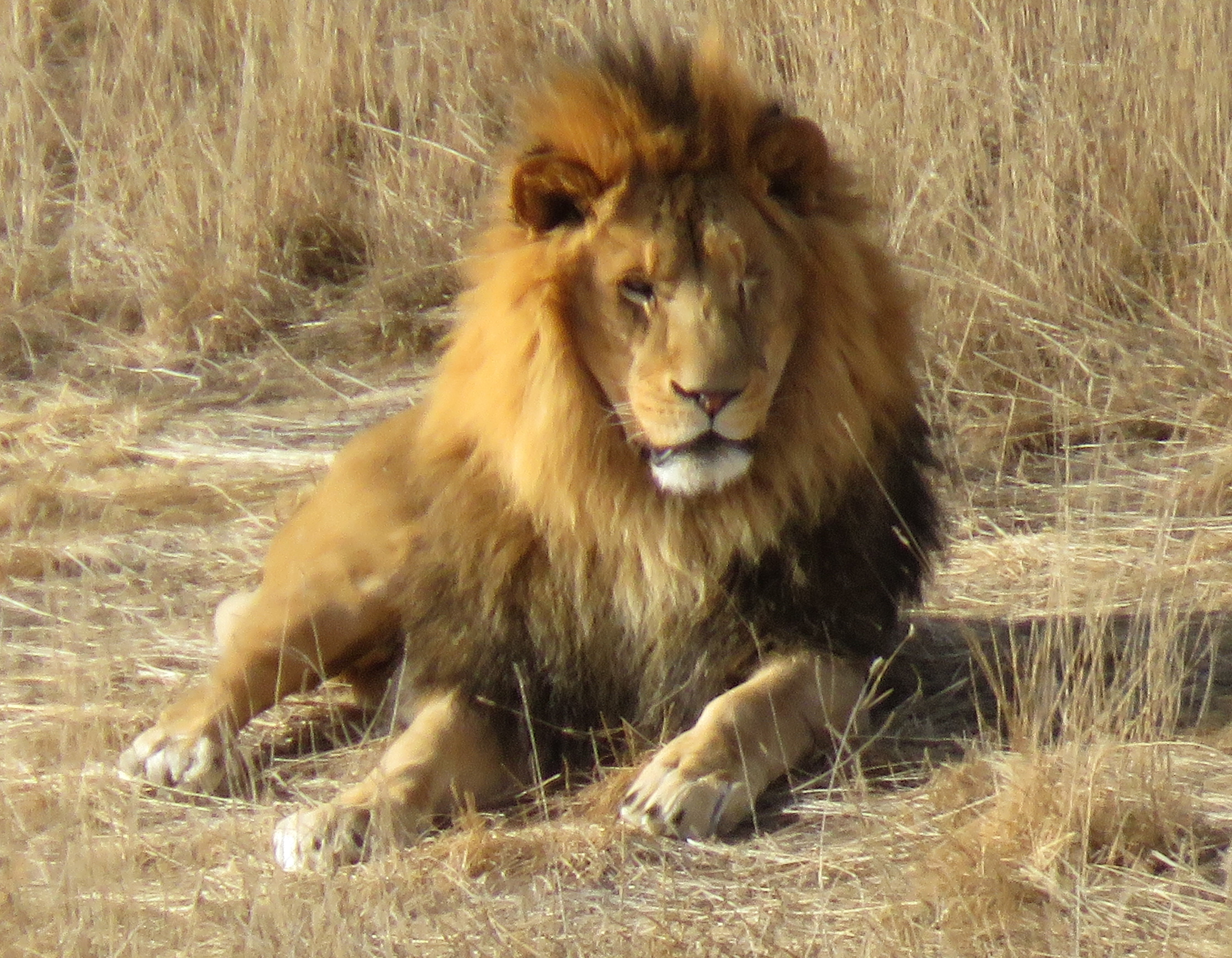 Nature Walks – Listening To Lions – A Jeanne in the Kitchen