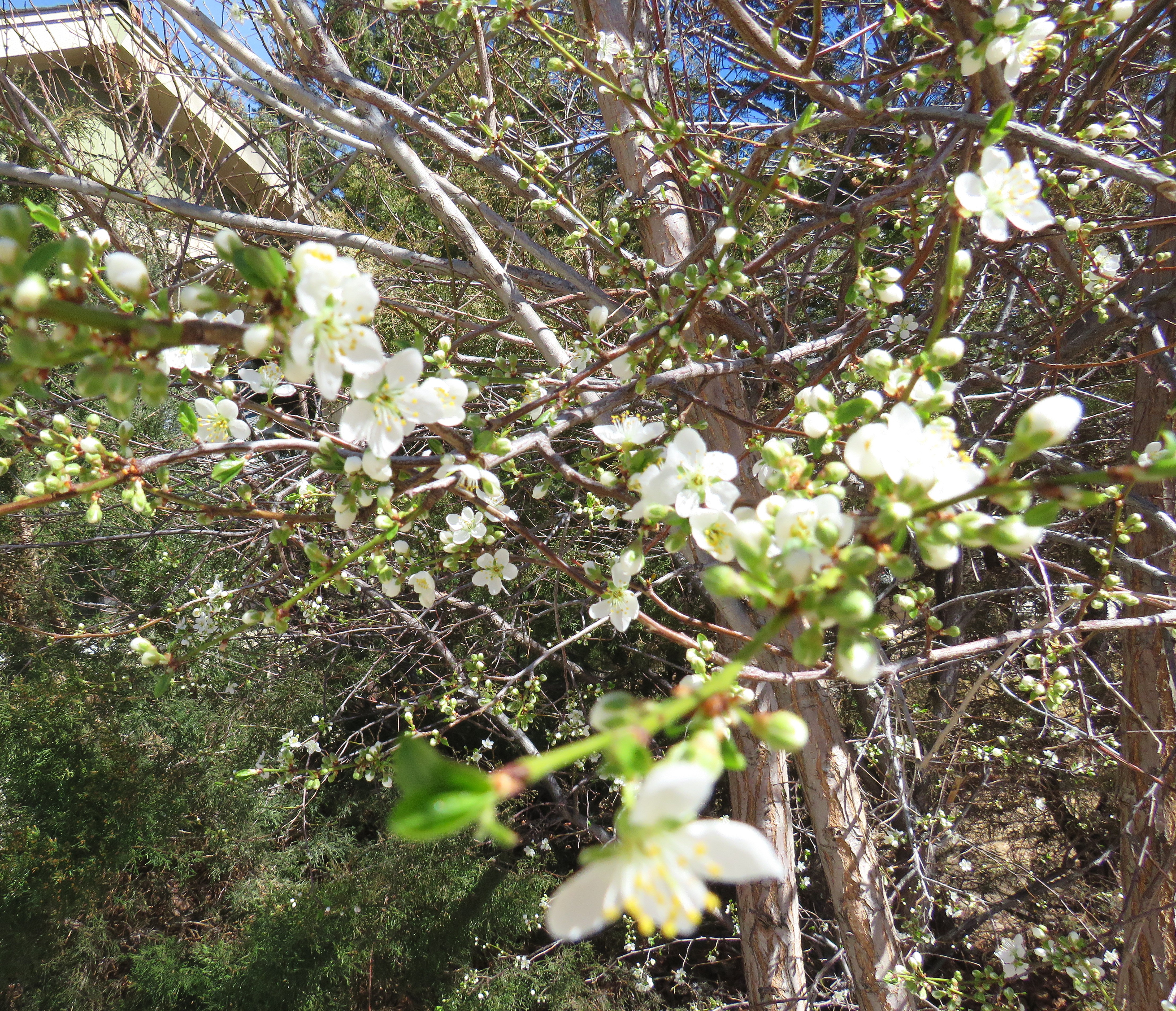 Nature Walks – First Signs of Spring – A Jeanne in the Kitchen